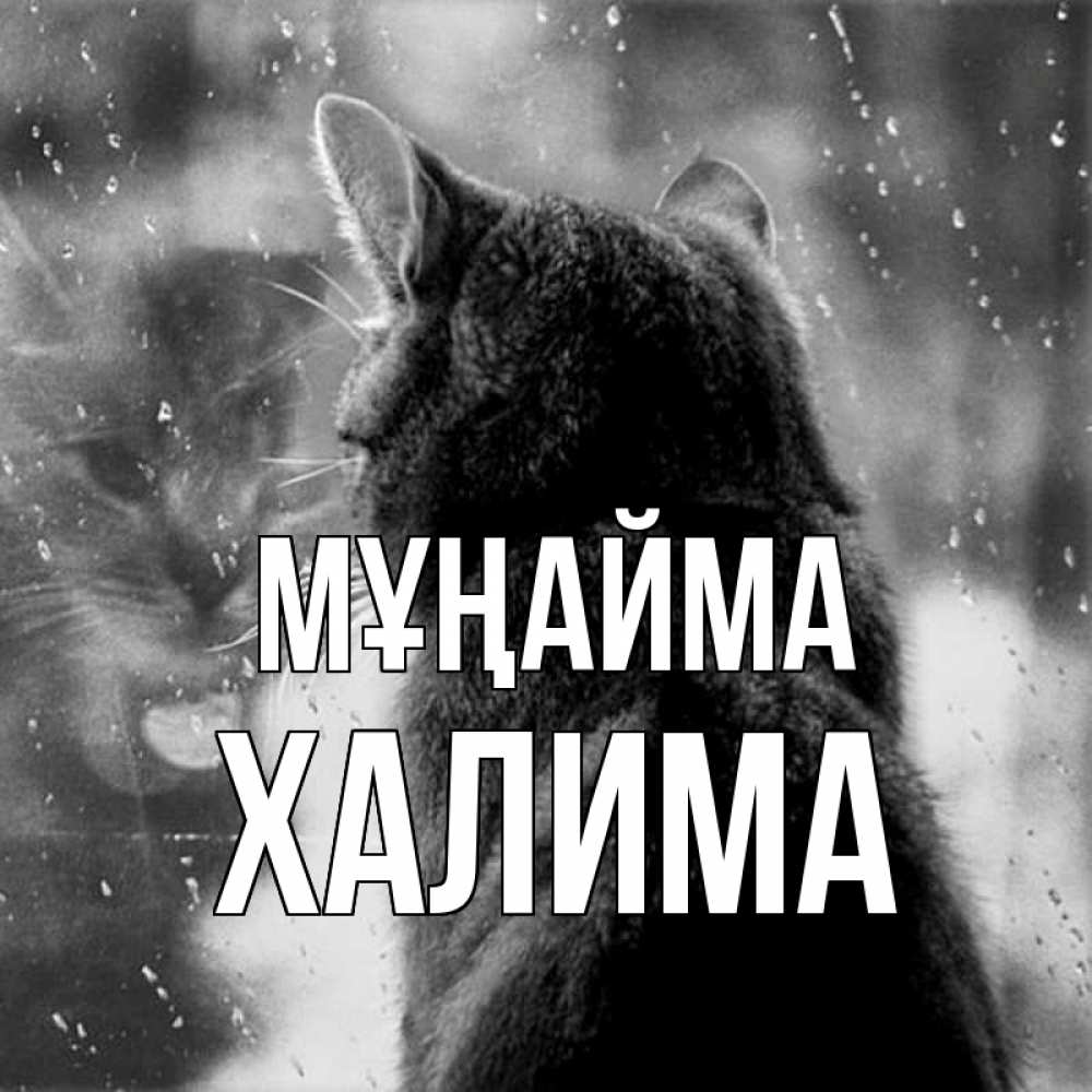 Күн сайын ашық хат с именем, ХАЛИМА Мұңайма отражение кота 1 Онлайн тегін жүктеп алу тілектері бар керемет карта 