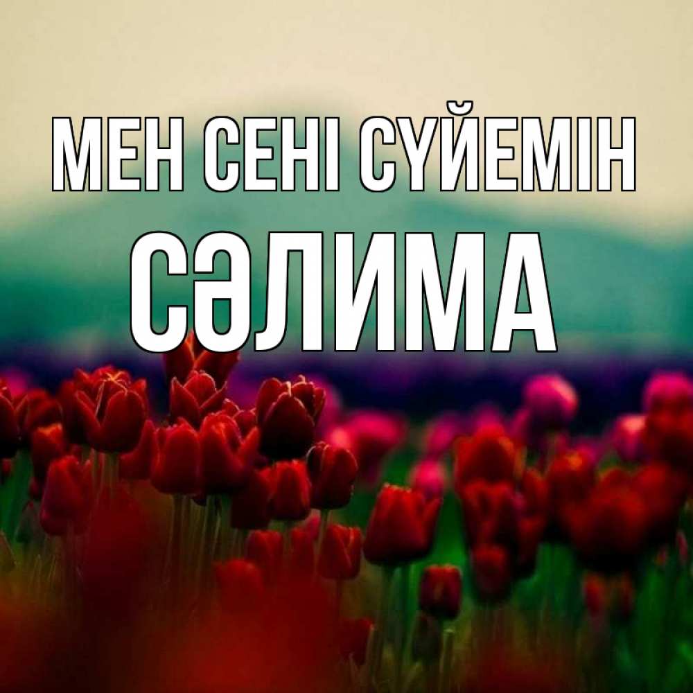 Күн сайын ашық хат с именем, СӘЛИМА Мен сені сүйемін тюльпаны 4 Онлайн тегін жүктеп алу тілектері бар керемет карта 