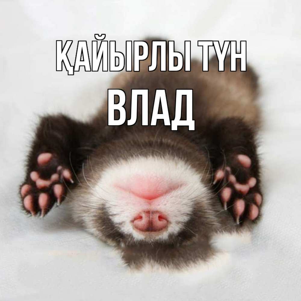 Күн сайын ашық хат с именем, Влад Қайырлы түн зверек Онлайн тегін жүктеп алу тілектері бар керемет карта 