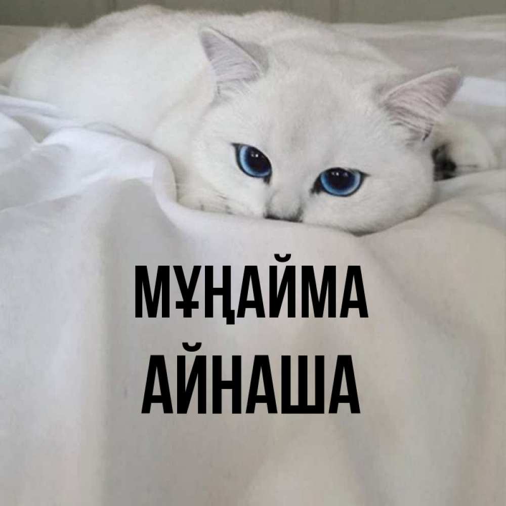 Күн сайын ашық хат с именем, АЙНАША Мұңайма Голубоглазая кошка Онлайн тегін жүктеп алу тілектері бар керемет карта 