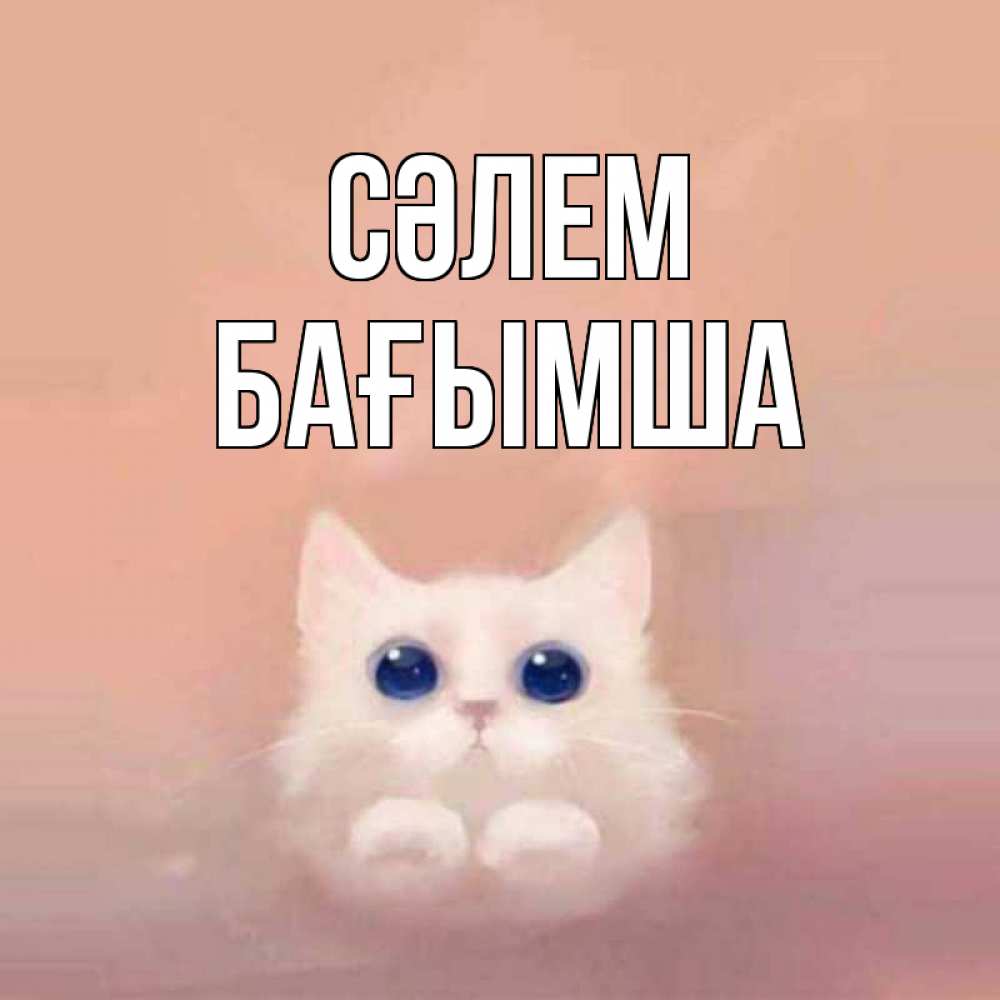 Күн сайын ашық хат с именем, БАҒЫМША Сәлем котик белый в полете Онлайн тегін жүктеп алу тілектері бар керемет карта 