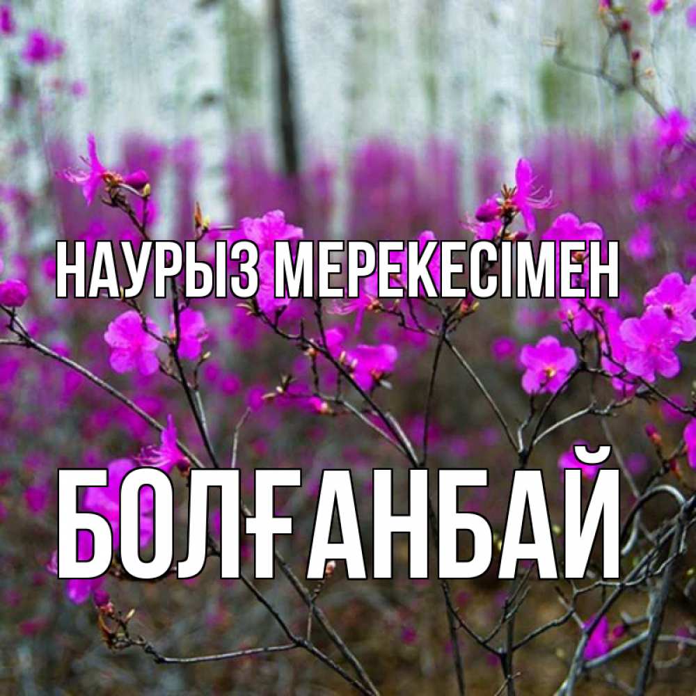 Күн сайын ашық хат с именем, Болғанбай Наурыз мерекесімен дикие цветы Онлайн тегін жүктеп алу тілектері бар керемет карта 