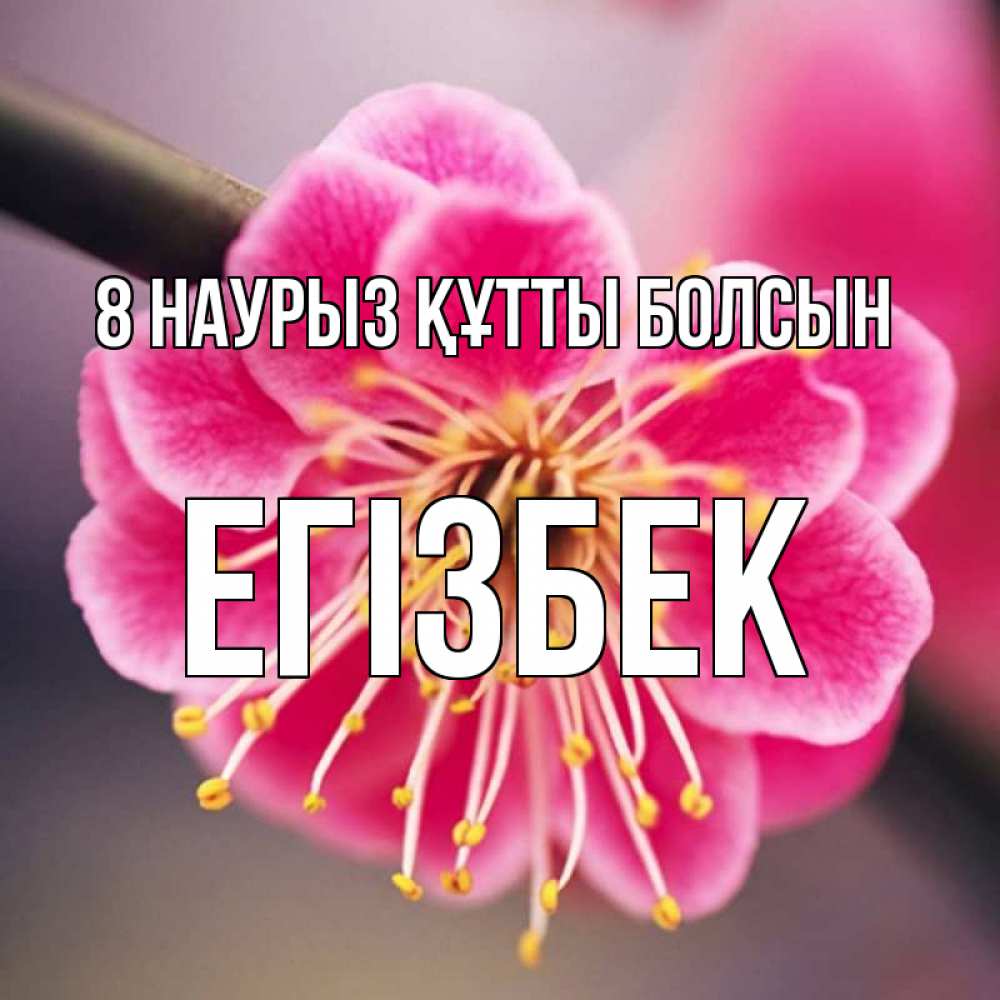 Күн сайын ашық хат с именем, Егізбек 8 наурыз құтты болсын цветы Онлайн тегін жүктеп алу тілектері бар керемет карта 
