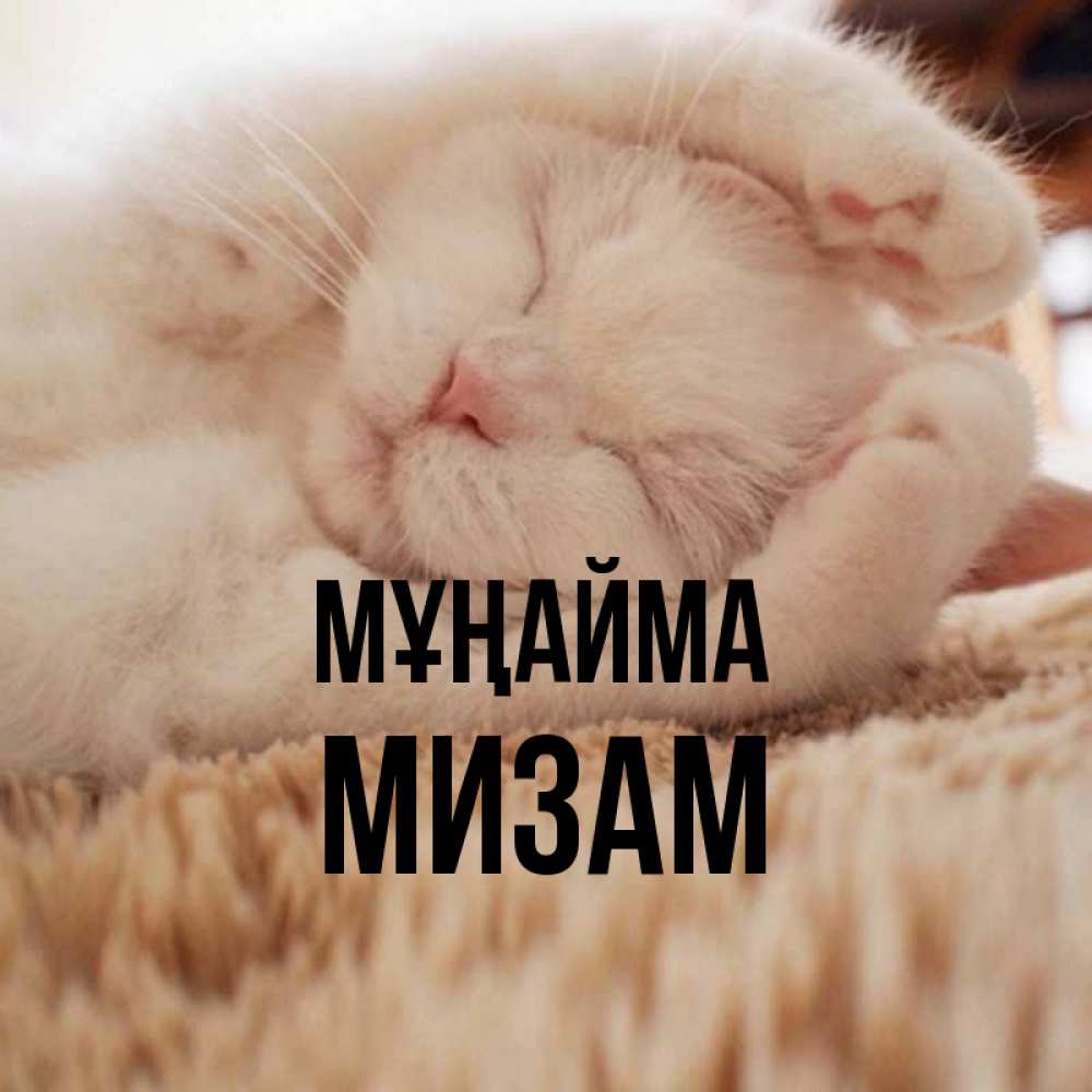 Күн сайын ашық хат с именем, МИЗАМ Мұңайма Котенок спит Онлайн тегін жүктеп алу тілектері бар керемет карта 