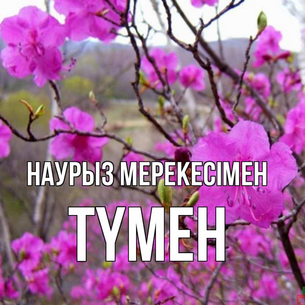 Күн сайын ашық хат с именем, ТҮМЕН Наурыз мерекесімен праздник весны наурыз Онлайн тегін жүктеп алу тілектері бар керемет карта 