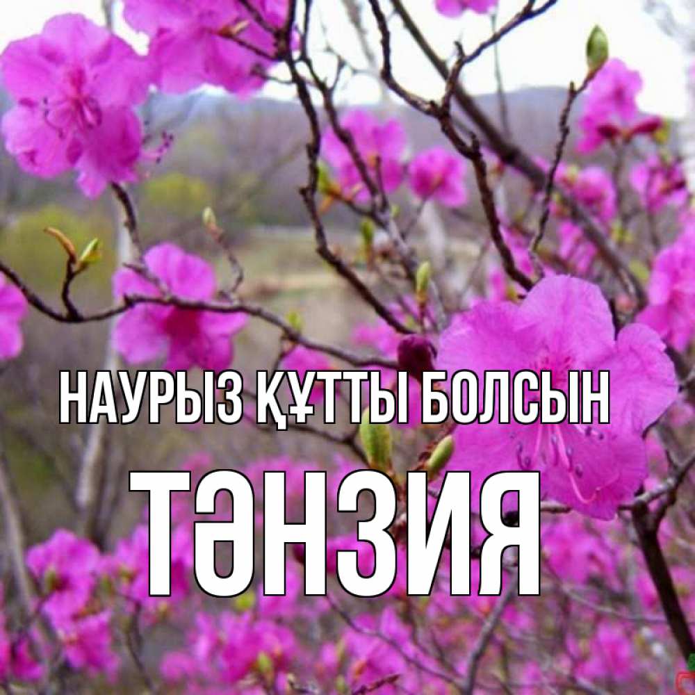 Күн сайын ашық хат с именем, ТӘНЗИЯ Наурыз құтты болсын наурыз мейрамы кутты болсын Онлайн тегін жүктеп алу тілектері бар керемет карта 