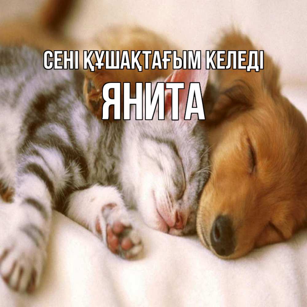 Күн сайын ашық хат с именем, Янита сені құшақтағым келеді пес и котенок Онлайн тегін жүктеп алу тілектері бар керемет карта 