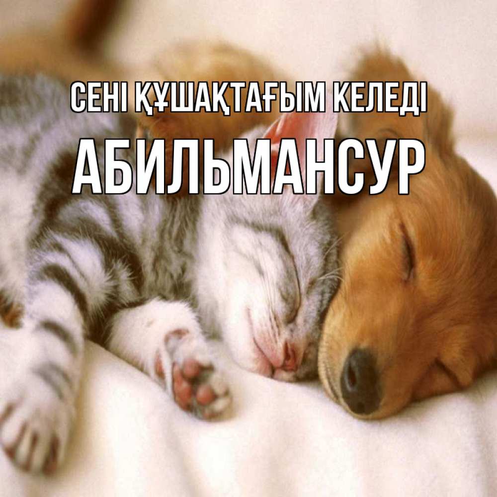 Күн сайын ашық хат с именем, Абильмансур сені құшақтағым келеді пес и котенок Онлайн тегін жүктеп алу тілектері бар керемет карта 
