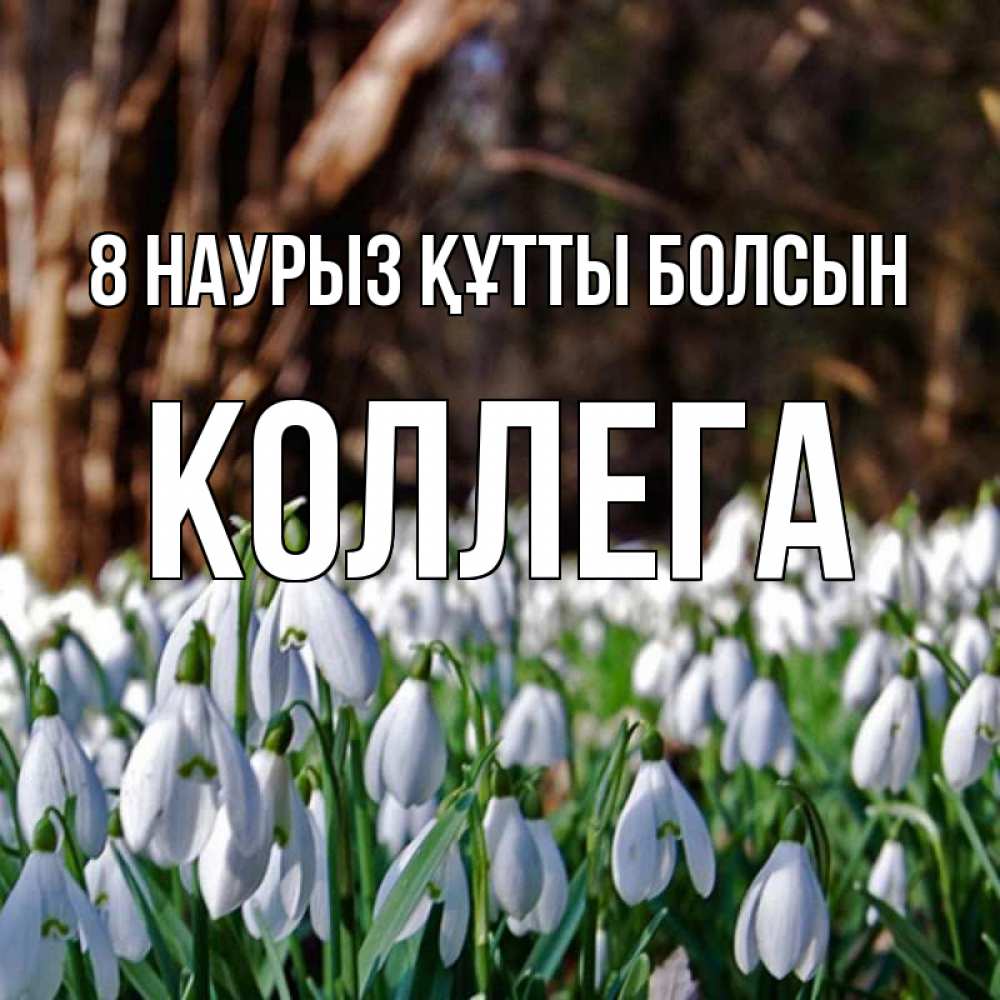 Күн сайын ашық хат с именем, Коллега 8 наурыз құтты болсын с подснежниками 1 Онлайн тегін жүктеп алу тілектері бар керемет карта 