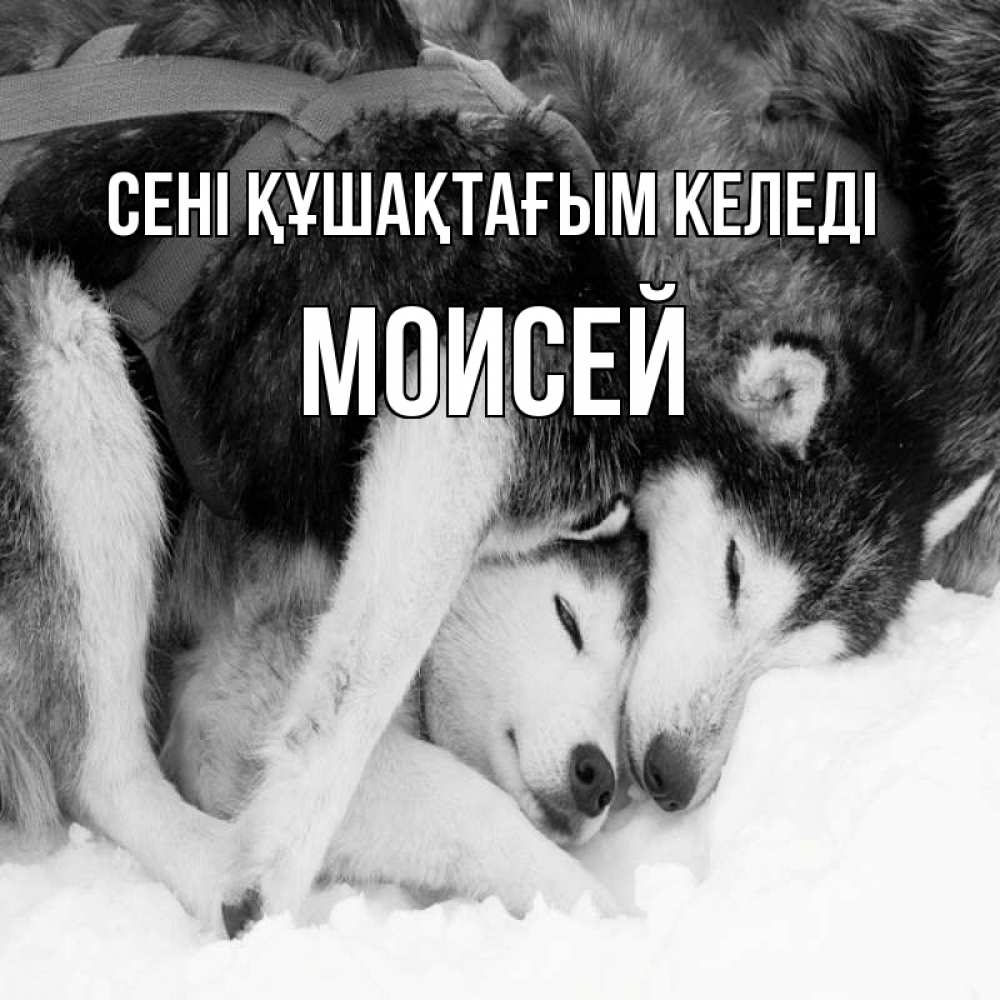 Күн сайын ашық хат с именем, Моисей сені құшақтағым келеді собачки в упряжке Онлайн тегін жүктеп алу тілектері бар керемет карта 