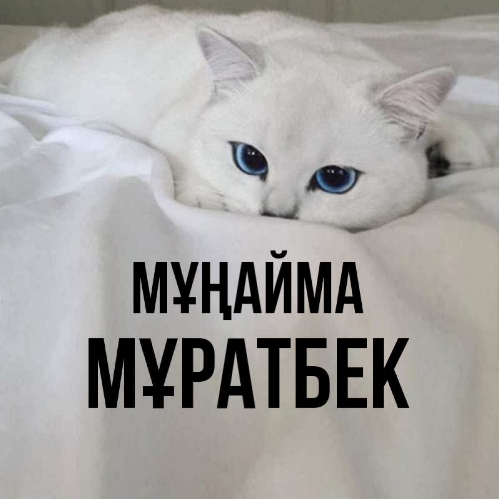 Күн сайын ашық хат с именем, Мұратбек Мұңайма Голубоглазая кошка Онлайн тегін жүктеп алу тілектері бар керемет карта 