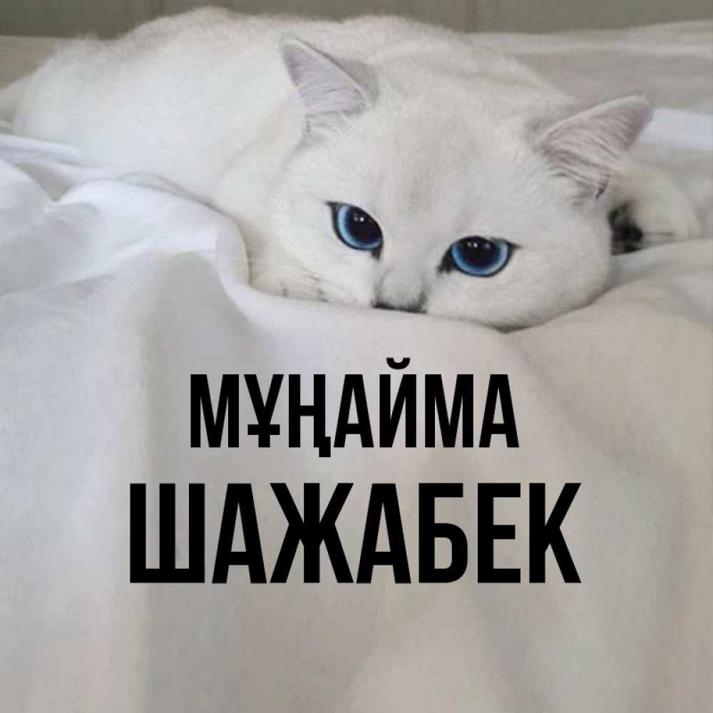 Күн сайын ашық хат с именем, ШАЖАБЕК Мұңайма Голубоглазая кошка Онлайн тегін жүктеп алу тілектері бар керемет карта 