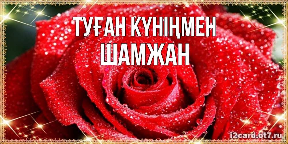 Күн сайын ашық хат с именем, ШАМЖАН Туған күніңмен роса и роза. открытка с красивой розой Онлайн тегін жүктеп алу тілектері бар керемет карта 