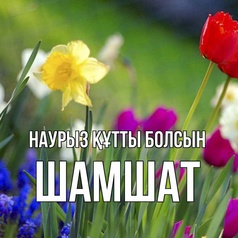 Күн сайын ашық хат с именем, ШАМШАТ Наурыз құтты болсын наурыз  3 открытки Онлайн тегін жүктеп алу тілектері бар керемет карта 