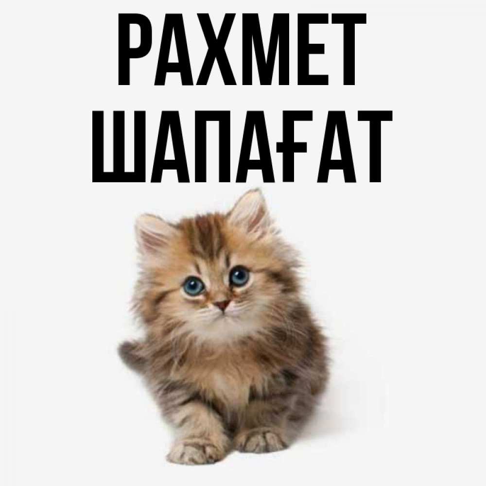 Күн сайын ашық хат с именем, ШАПАҒАТ рахмет пушистый котик Онлайн тегін жүктеп алу тілектері бар керемет карта 
