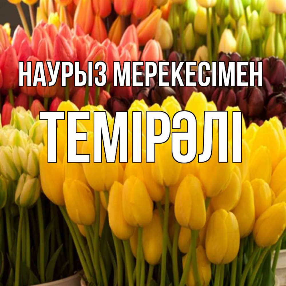 Күн сайын ашық хат с именем, ТЕМІРӘЛІ Наурыз мерекесімен цветы Онлайн тегін жүктеп алу тілектері бар керемет карта 