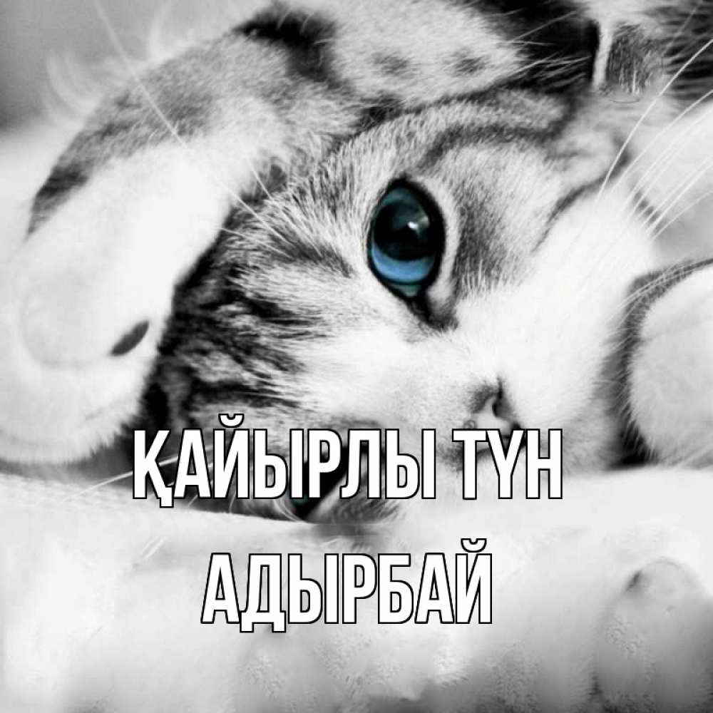 Күн сайын ашық хат с именем, Адырбай Қайырлы түн кот устал Онлайн тегін жүктеп алу тілектері бар керемет карта 
