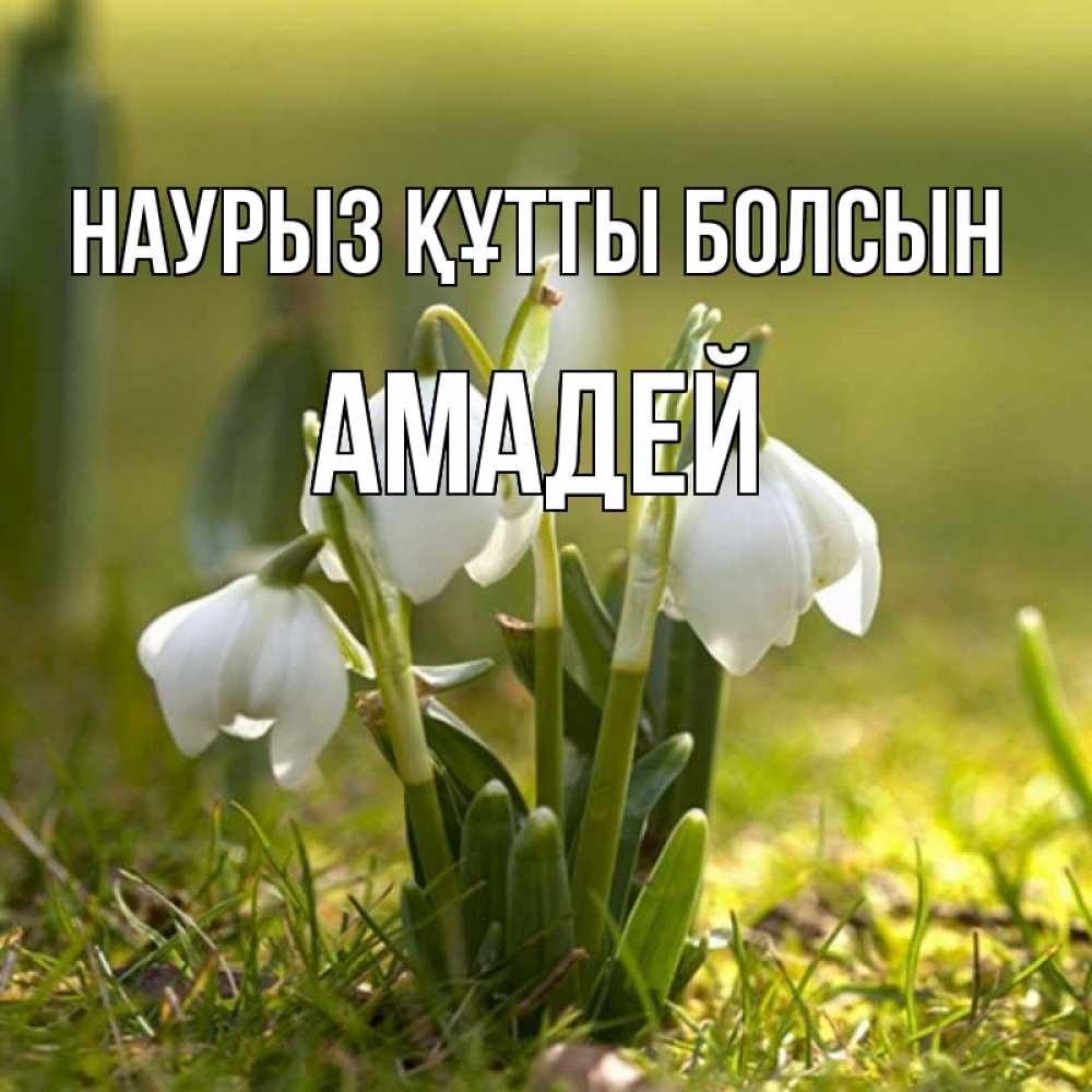 Күн сайын ашық хат с именем, Амадей Наурыз құтты болсын ранние цветы 2 Онлайн тегін жүктеп алу тілектері бар керемет карта 