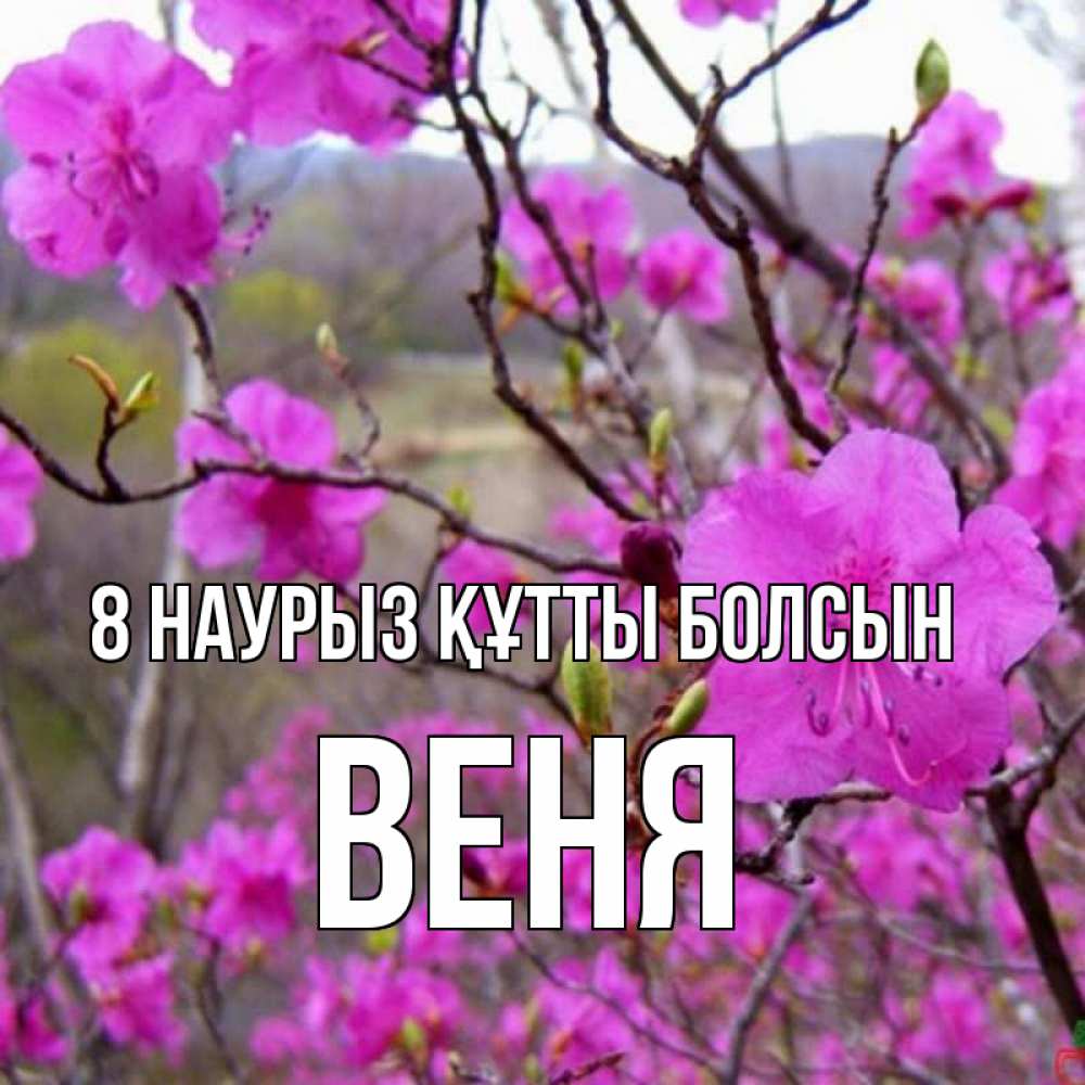 Күн сайын ашық хат с именем, Веня 8 наурыз құтты болсын международный женский день Онлайн тегін жүктеп алу тілектері бар керемет карта 
