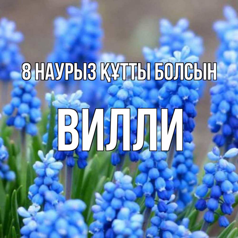 Күн сайын ашық хат с именем, Вилли 8 наурыз құтты болсын Поздравительная открытка для женщин с цветами на праздничную дату Онлайн тегін жүктеп алу тілектері бар керемет карта 