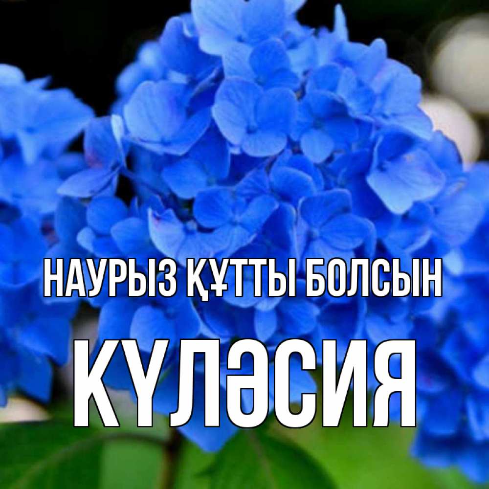 Күн сайын ашық хат с именем, КҮЛӘСИЯ Наурыз құтты болсын синие цветы Онлайн тегін жүктеп алу тілектері бар керемет карта 