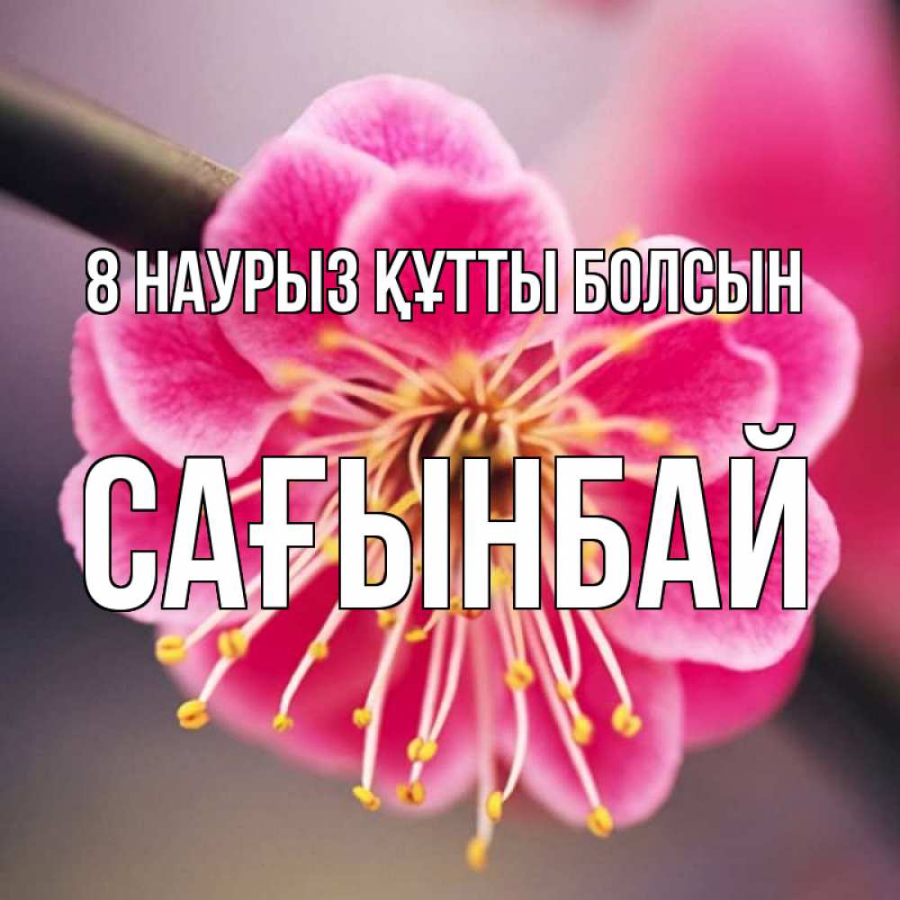 Күн сайын ашық хат с именем, Сағынбай 8 наурыз құтты болсын цветы Онлайн тегін жүктеп алу тілектері бар керемет карта 