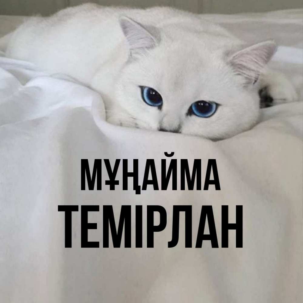 Күн сайын ашық хат с именем, ТЕМІРЛАН Мұңайма Голубоглазая кошка Онлайн тегін жүктеп алу тілектері бар керемет карта 