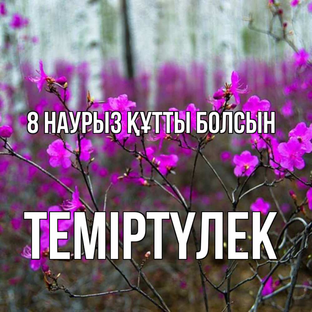 Күн сайын ашық хат с именем, ТЕМІРТҮЛЕК 8 наурыз құтты болсын дикие цветы Онлайн тегін жүктеп алу тілектері бар керемет карта 