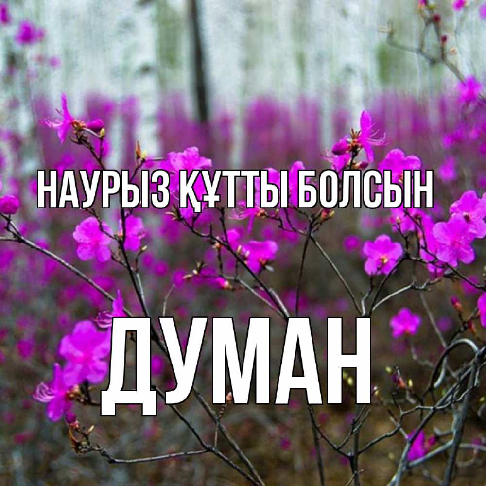 Күн сайын ашық хат с именем, Думан Наурыз құтты болсын дикие цветы Онлайн тегін жүктеп алу тілектері бар керемет карта 