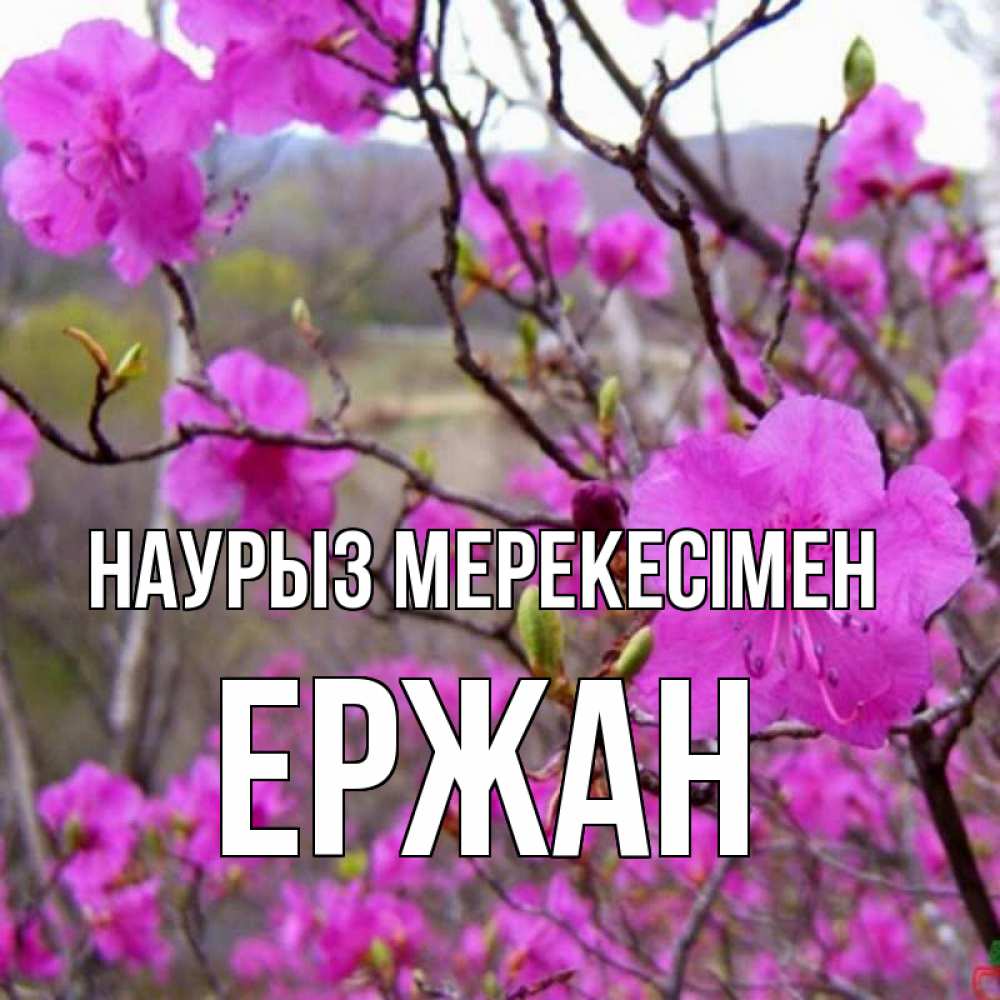 Күн сайын ашық хат с именем, Ержан Наурыз мерекесімен праздник весны наурыз Онлайн тегін жүктеп алу тілектері бар керемет карта 