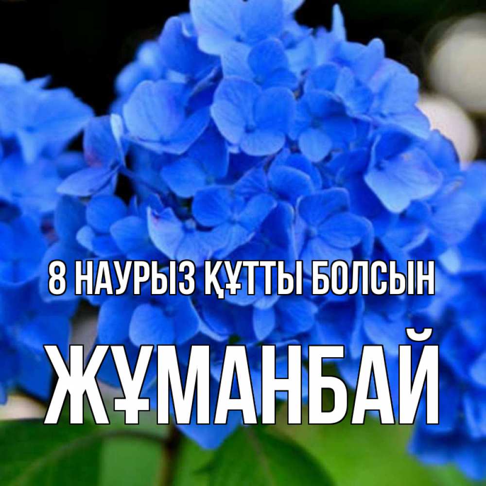 Күн сайын ашық хат с именем, Жұманбай 8 наурыз құтты болсын синие цветы Онлайн тегін жүктеп алу тілектері бар керемет карта 