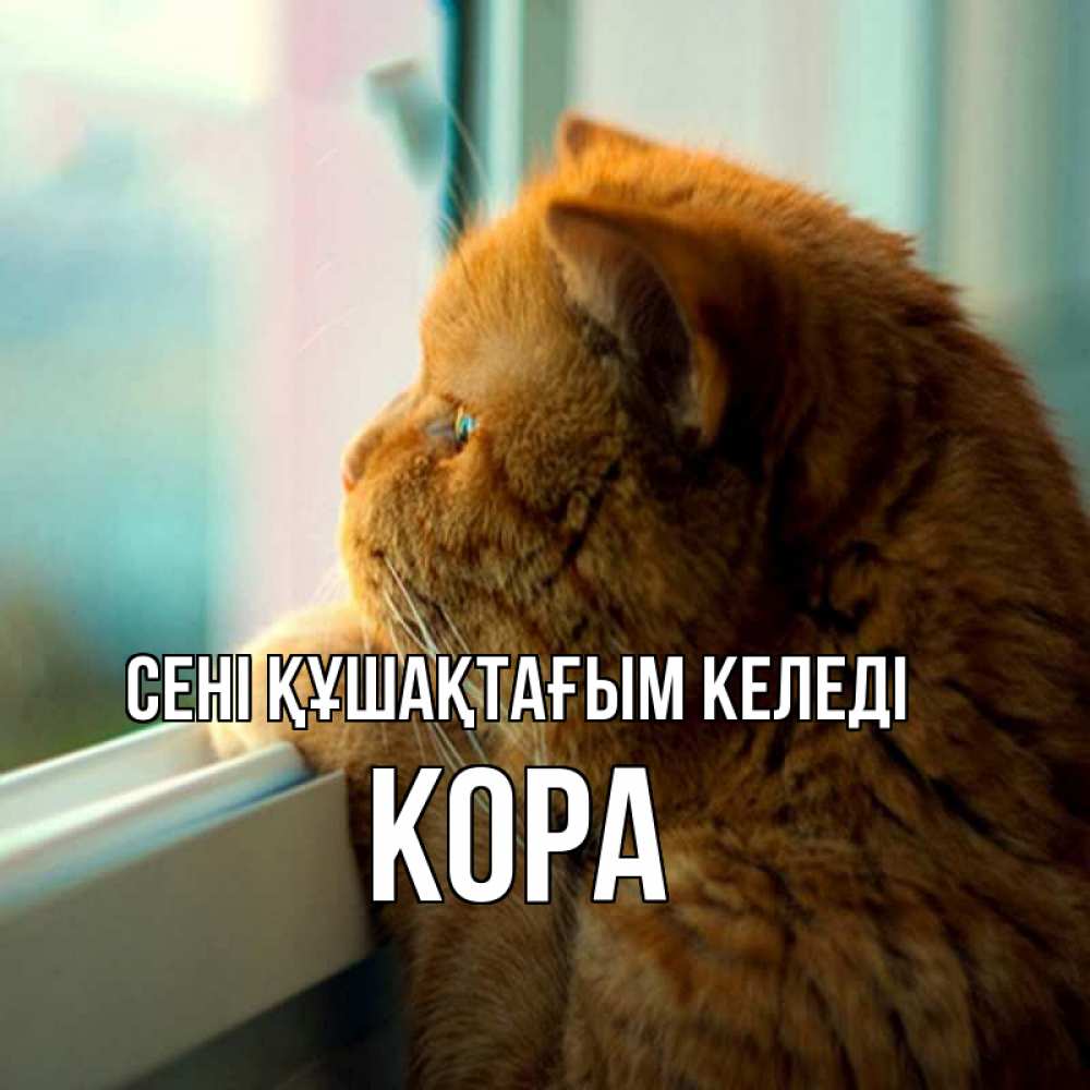 Күн сайын ашық хат с именем, Кора сені құшақтағым келеді большой огромный рыжий котяра Онлайн тегін жүктеп алу тілектері бар керемет карта 