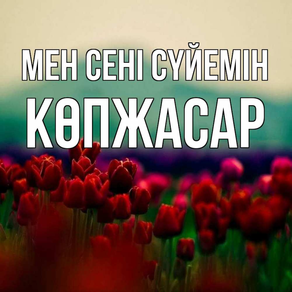 Күн сайын ашық хат с именем, Көпжасар Мен сені сүйемін тюльпаны 4 Онлайн тегін жүктеп алу тілектері бар керемет карта 