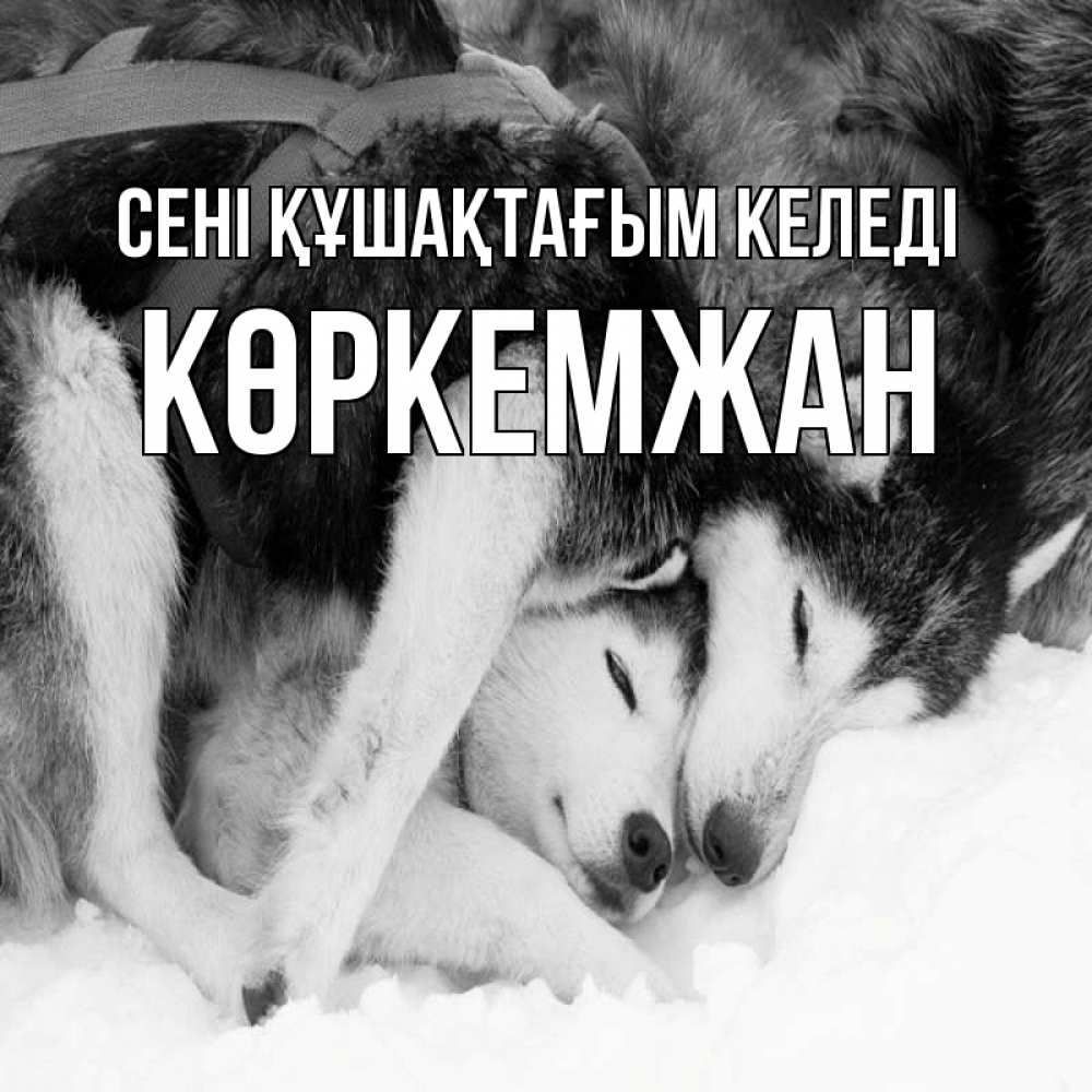 Күн сайын ашық хат с именем, Көркемжан сені құшақтағым келеді собачки в упряжке Онлайн тегін жүктеп алу тілектері бар керемет карта 