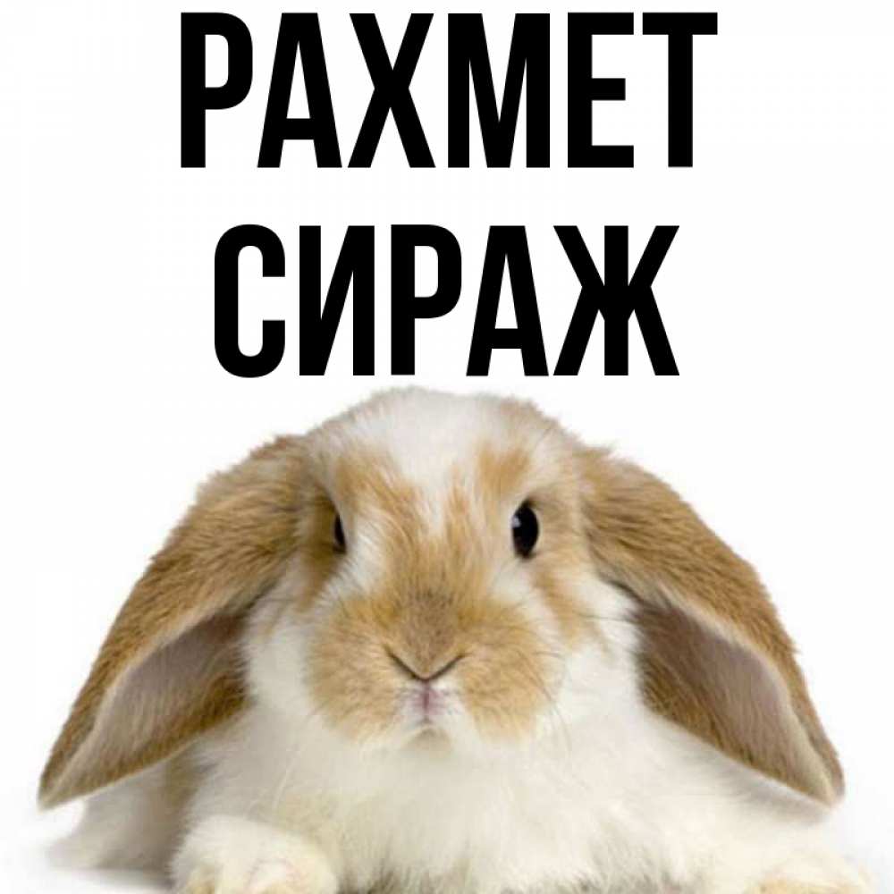 Күн сайын ашық хат с именем, СИРАЖ рахмет коричнево белый заяц Онлайн тегін жүктеп алу тілектері бар керемет карта 