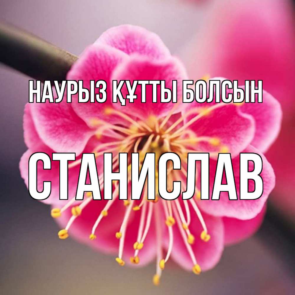 Күн сайын ашық хат с именем, Станислав Наурыз құтты болсын цветы Онлайн тегін жүктеп алу тілектері бар керемет карта 