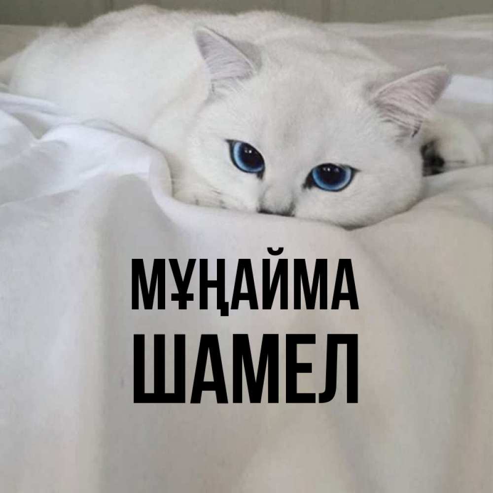 Күн сайын ашық хат с именем, ШАМЕЛ Мұңайма Голубоглазая кошка Онлайн тегін жүктеп алу тілектері бар керемет карта 
