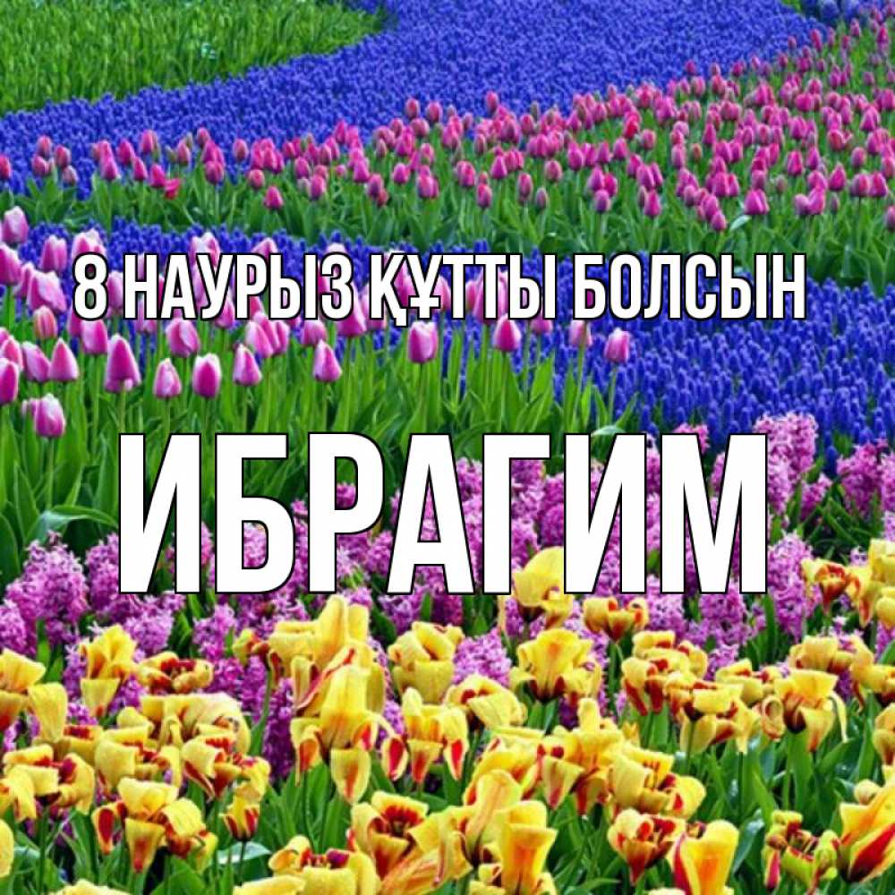 Күн сайын ашық хат с именем, Ибрагим 8 наурыз құтты болсын цветы Онлайн тегін жүктеп алу тілектері бар керемет карта 