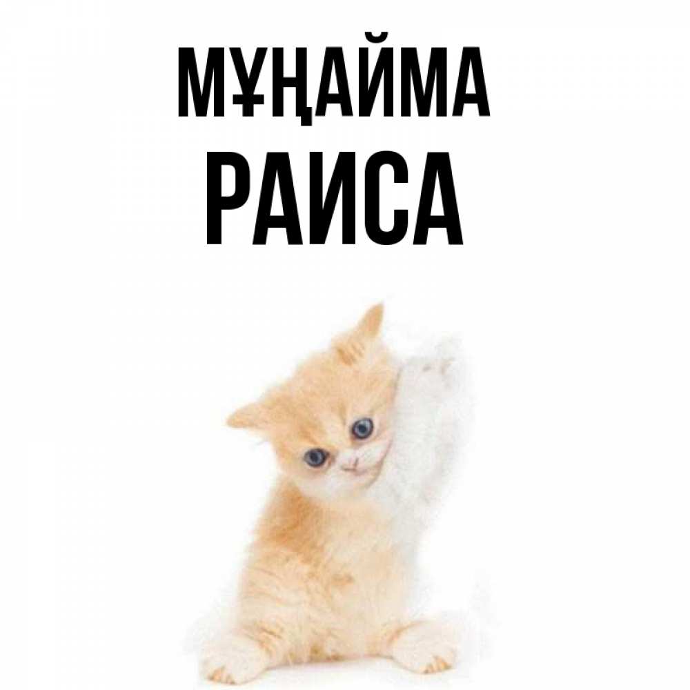 Күн сайын ашық хат с именем, Раиса Мұңайма просящий кот Онлайн тегін жүктеп алу тілектері бар керемет карта 