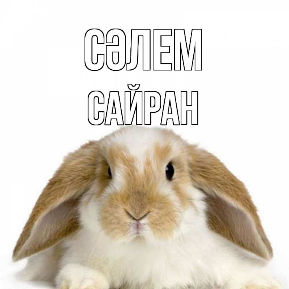 Күн сайын ашық хат с именем, САЙРАН Сәлем с животными Онлайн тегін жүктеп алу тілектері бар керемет карта 