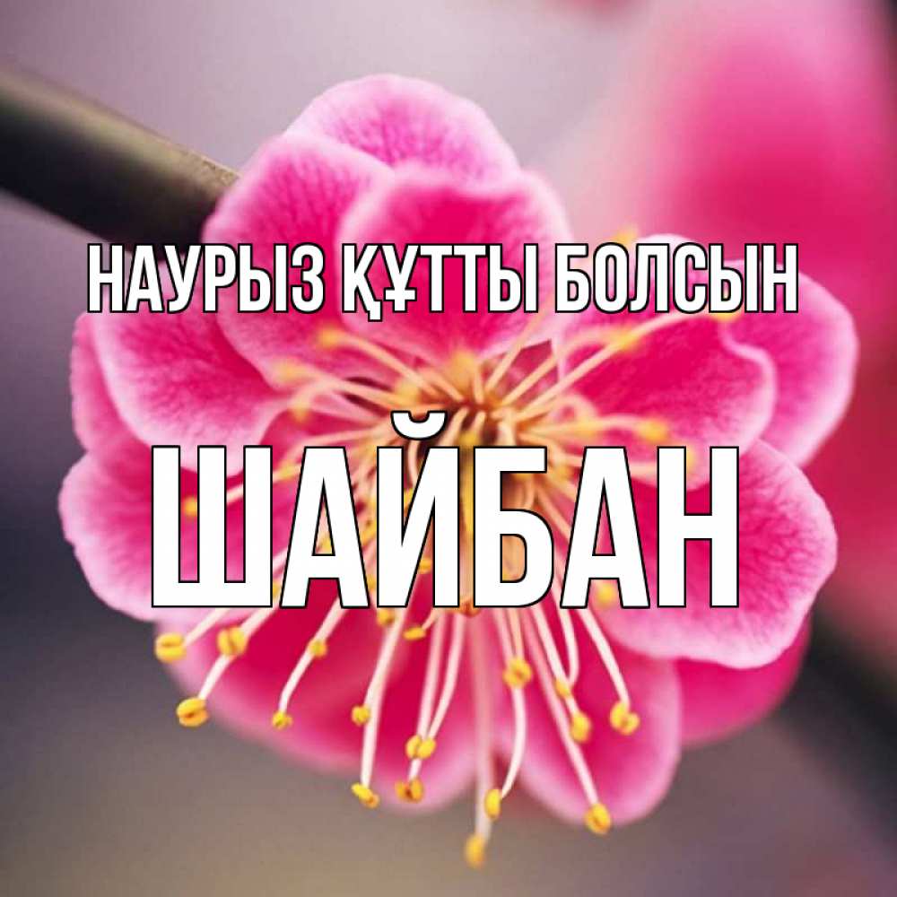 Күн сайын ашық хат с именем, ШАЙБАН Наурыз құтты болсын цветы Онлайн тегін жүктеп алу тілектері бар керемет карта 