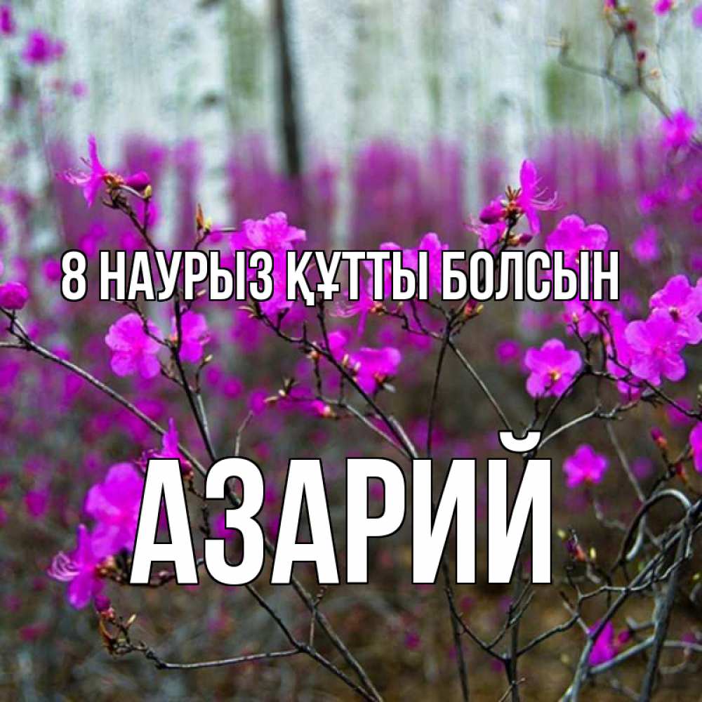 Күн сайын ашық хат с именем, Азарий 8 наурыз құтты болсын дикие цветы Онлайн тегін жүктеп алу тілектері бар керемет карта 