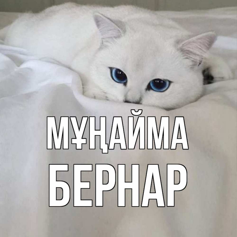 Күн сайын ашық хат с именем, Бернар Мұңайма белый кот с голубыми глазами на белоснежной кровати Онлайн тегін жүктеп алу тілектері бар керемет карта 