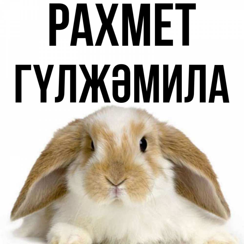 Күн сайын ашық хат с именем, ГҮЛЖӘМИЛА рахмет коричнево белый заяц Онлайн тегін жүктеп алу тілектері бар керемет карта 