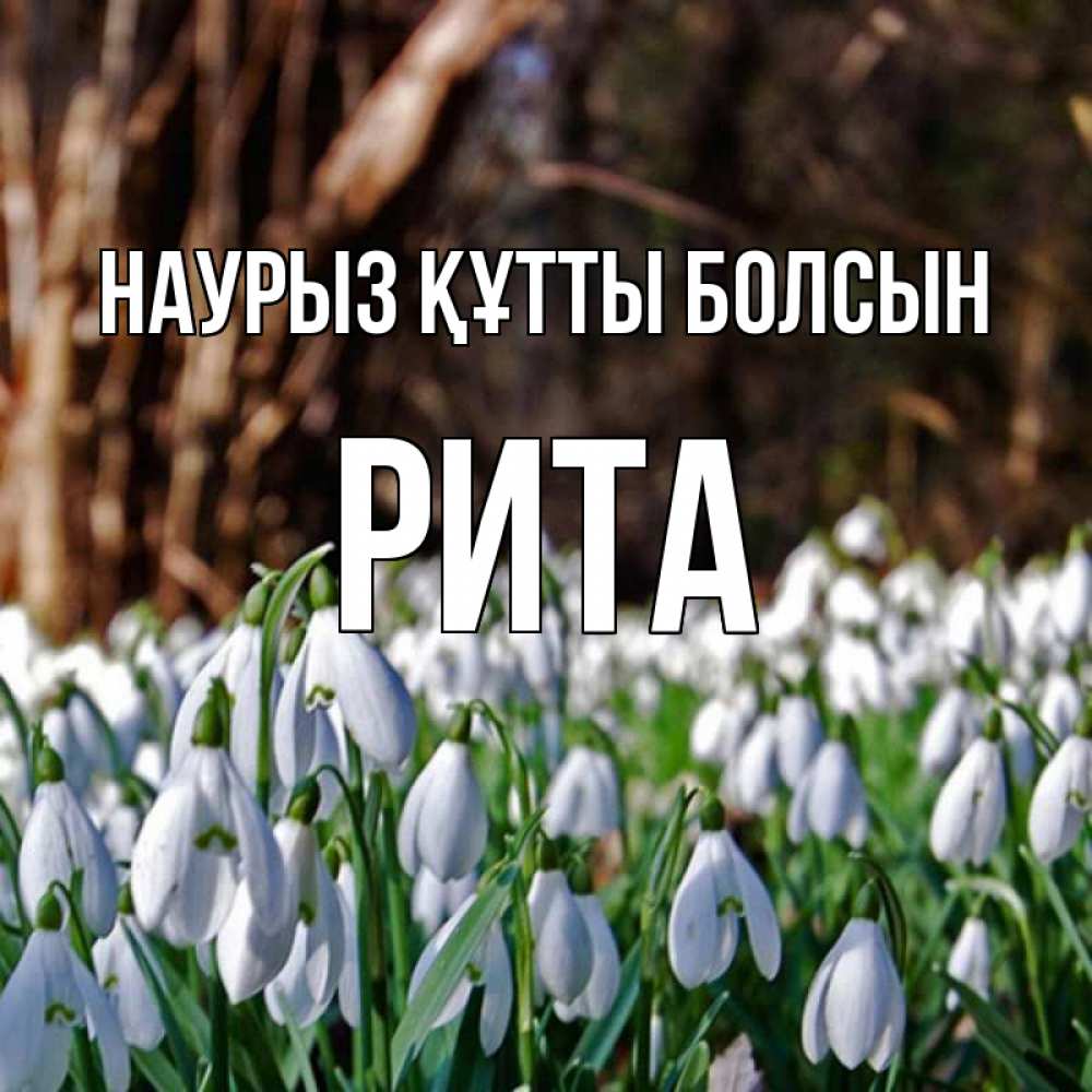 Күн сайын ашық хат с именем, Рита Наурыз құтты болсын с подснежниками 1 Онлайн тегін жүктеп алу тілектері бар керемет карта 