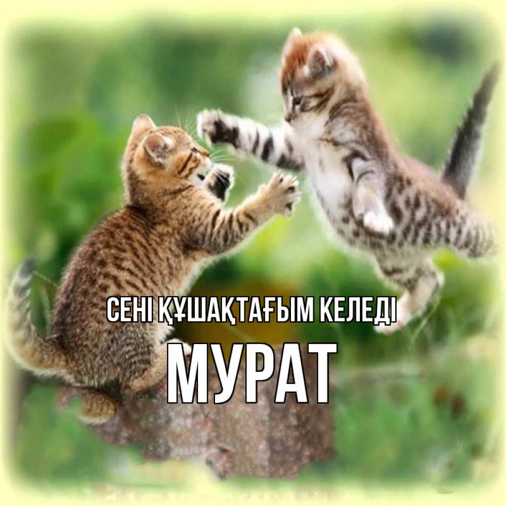 Күн сайын ашық хат с именем, Мурат сені құшақтағым келеді игры котят Онлайн тегін жүктеп алу тілектері бар керемет карта 