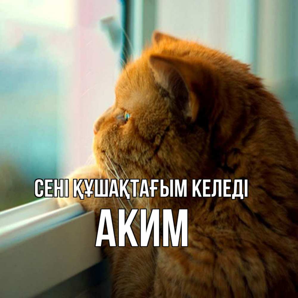 Күн сайын ашық хат с именем, Аким сені құшақтағым келеді большой огромный рыжий котяра Онлайн тегін жүктеп алу тілектері бар керемет карта 