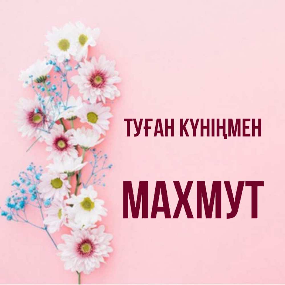Күн сайын ашық хат с именем, МАХМУТ Туған күніңмен Родная моя с днем рождения тебя картинка с цветами белыми и голубыми Онлайн тегін жүктеп алу тілектері бар керемет карта 