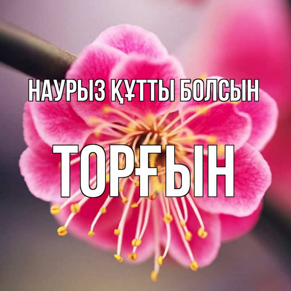 Күн сайын ашық хат с именем, ТОРҒЫН Наурыз құтты болсын цветы Онлайн тегін жүктеп алу тілектері бар керемет карта 