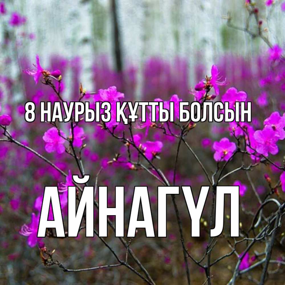 Күн сайын ашық хат с именем, АЙНАГҮЛ 8 наурыз құтты болсын дикие цветы Онлайн тегін жүктеп алу тілектері бар керемет карта 